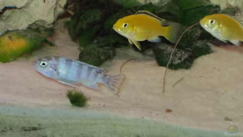 Lombardoi + yellow von Martin Schultheis (3)