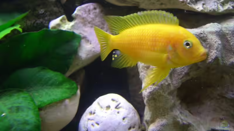 Lombardoi Bock ganz stolz 14.4.08 von Jürgen Kopp (5)