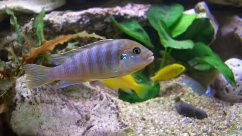 Lombardoi m.oder w. War schon fast gelblich ?? von Jürgen Kopp (4)