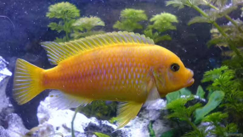 Lombardoi M von Dennis Mair (12)