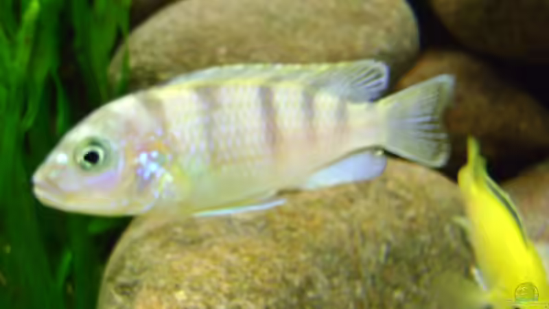 Lombardoi Männchen (färbt sich noch um) von Markus Bovermann (15)