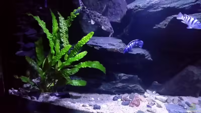 Lombardoi und Demasoni von Uncas (27)