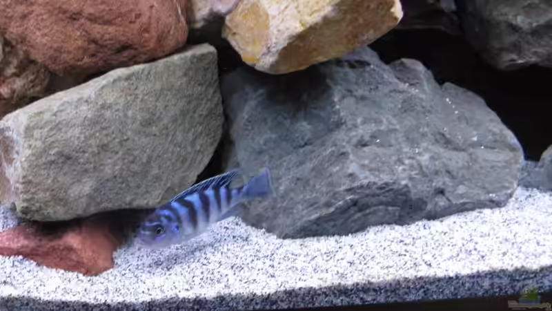 Lombardoi von Udo´s - Malawi Raumteiler (14)