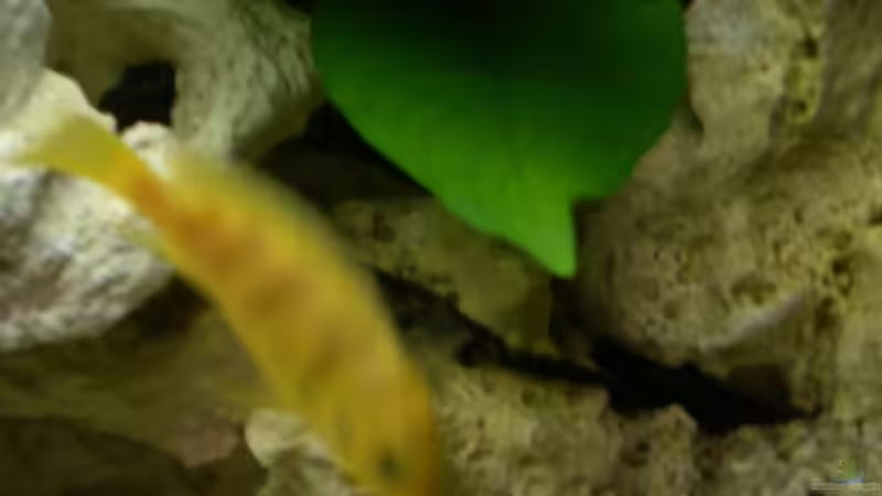 Lombardoi (W) von Lutz Altepost (10)