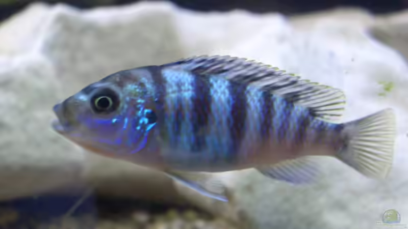 Lombardoi Weib von Jürgen Kopp (11)