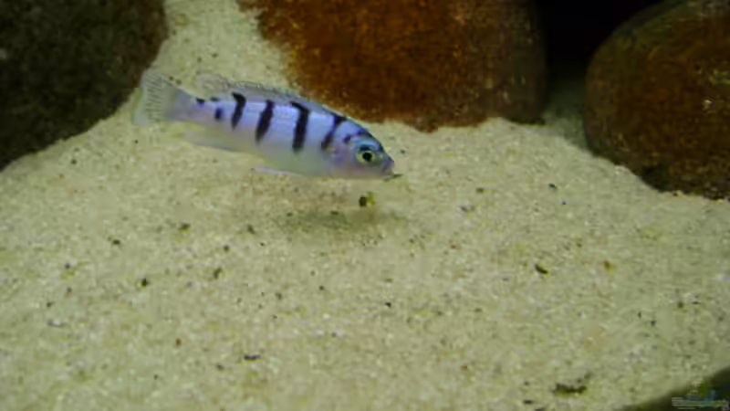 Lombardoi Weibchen von Markus Bovermann (16)