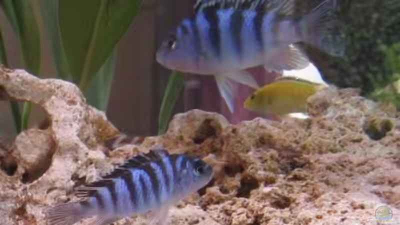 Einrichtungsbeispiele mit Metriaclima / Pseudotropheus lombardoi (Lilienmaulbrüter)