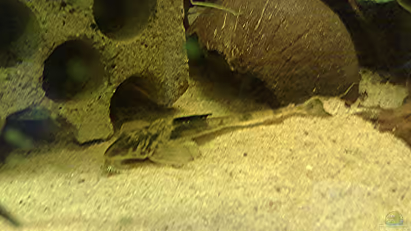 Loricaria simillima, einer der schönsten fische überhaupt! von Lorenz Graf (13)