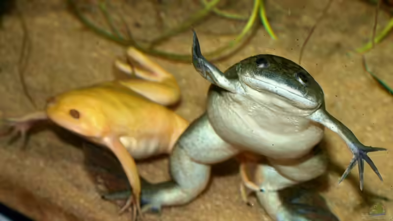 Los, fütter mich! von JR (13)