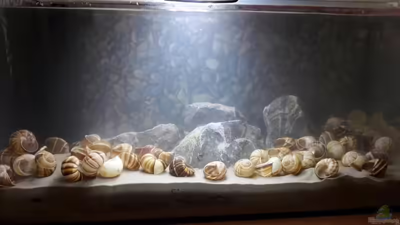 Los Gehts von Nelle (1)