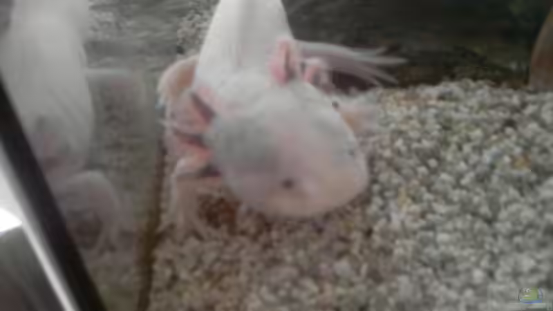 Lothar von Xiahtic (8)