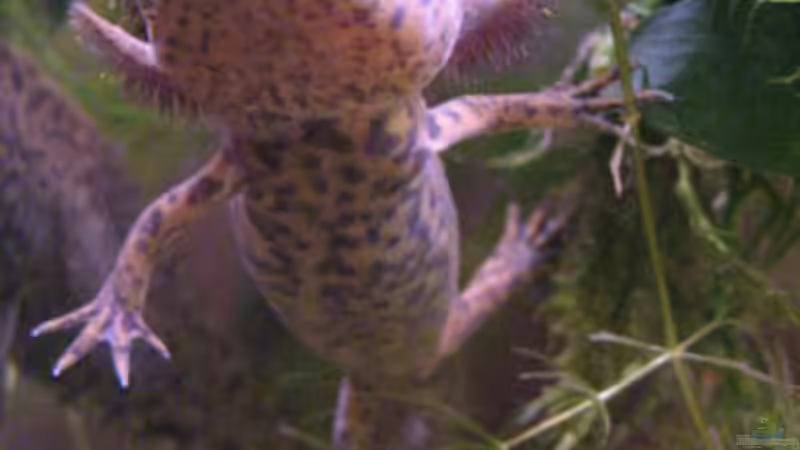 Lotls.... schwebende Tänzer... von Una (19)