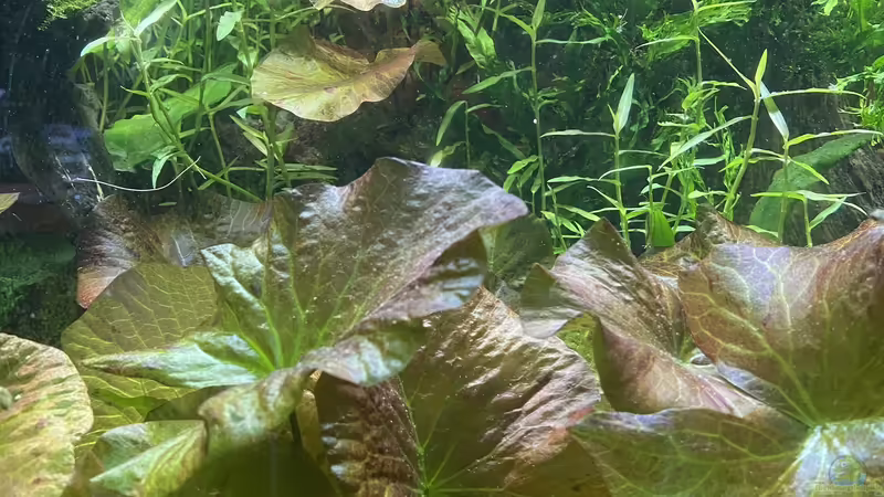 Lotus  von Lina L. (11)