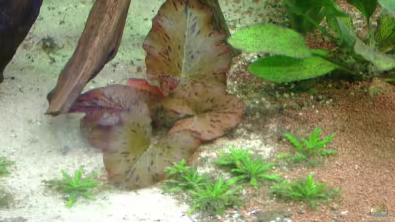 Lotus/ wasserstern und Echinodorus ozelot von Mirtscho (9)