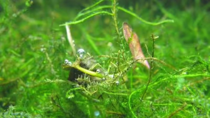 Lotus Ableger aus anderem Becken von gestresster (Sven) (3)