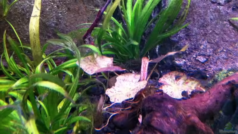 Lotus beginnt zu wachsen von Chris_R. (19)