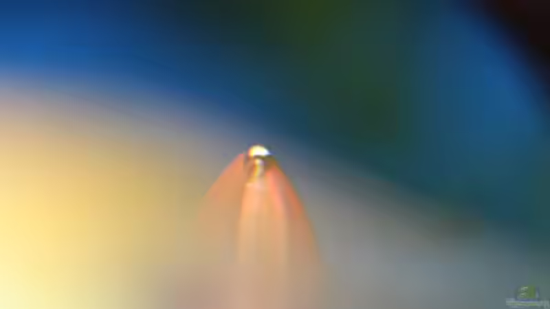 Lotus-Blüte beim Assimilieren von balzman (3)