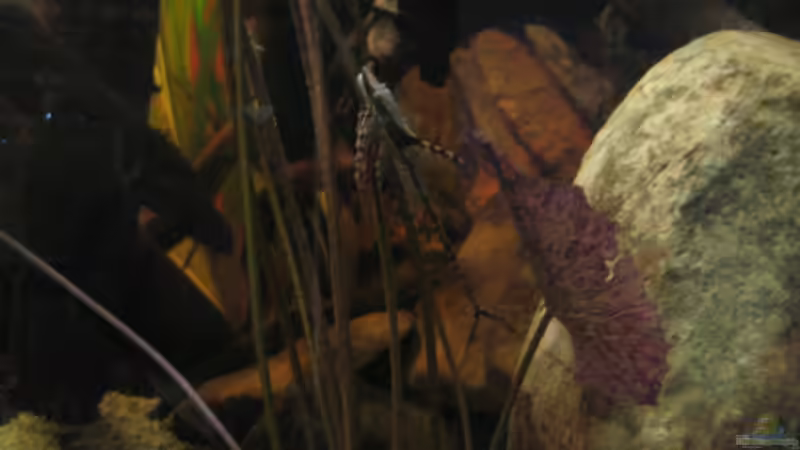 Lotus geknutscht von sturi von Alex S (37)