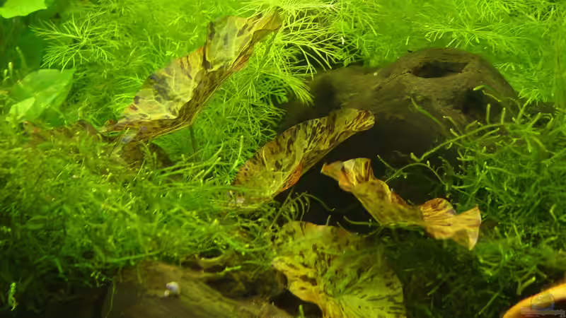 Lotus green  von kleintommy (12)