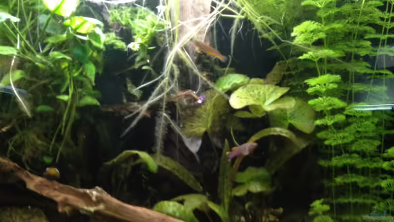 Lotus grün,Cryptocoryne und Limnophila von schmitzkatze (10)
