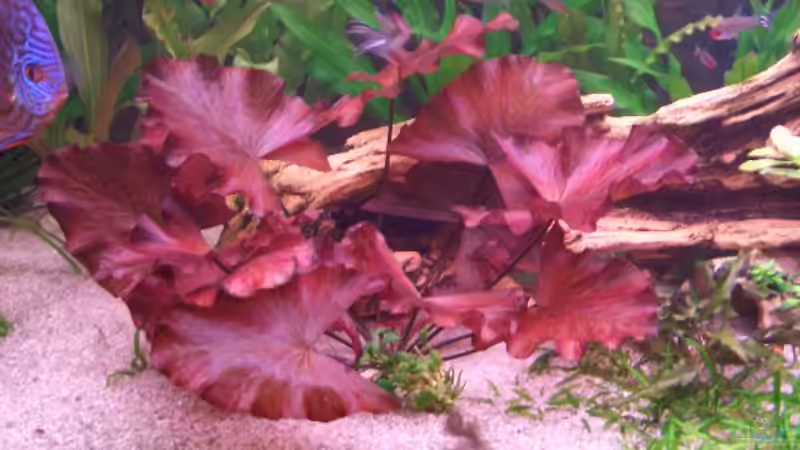 Lotus mitte 05.03.06 von Robert Ellinger (10)