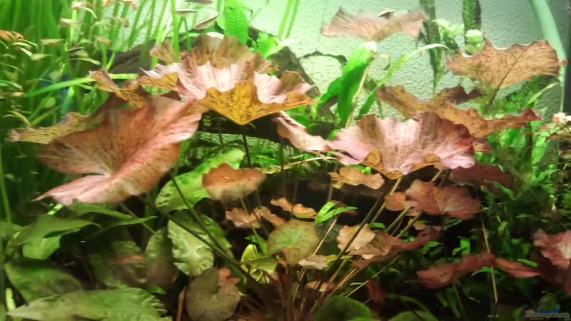 Lotus Mutterpflanze  von Zebraschecke (5)