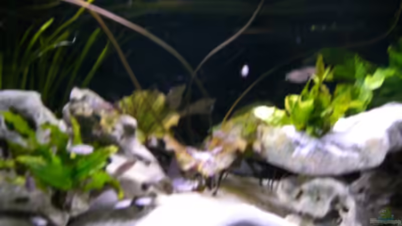 Lotus Oberflächenblätter von Stefan Anhalt (14)