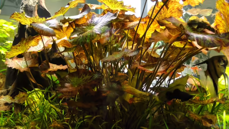 Lotus ohne Ende von Kirschfleckjäger (11)