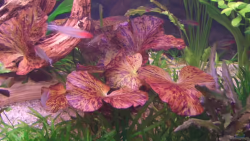 Lotus rechts 05.03.06 von Robert Ellinger (11)