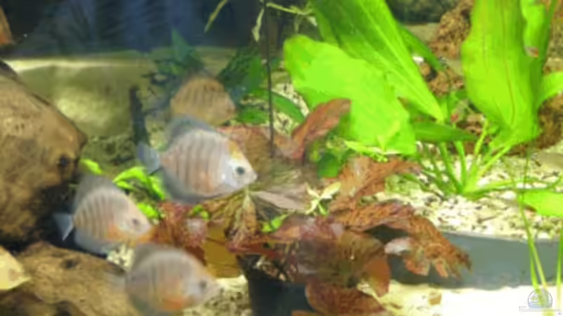 Lotus Red von Anja Wittig (4)