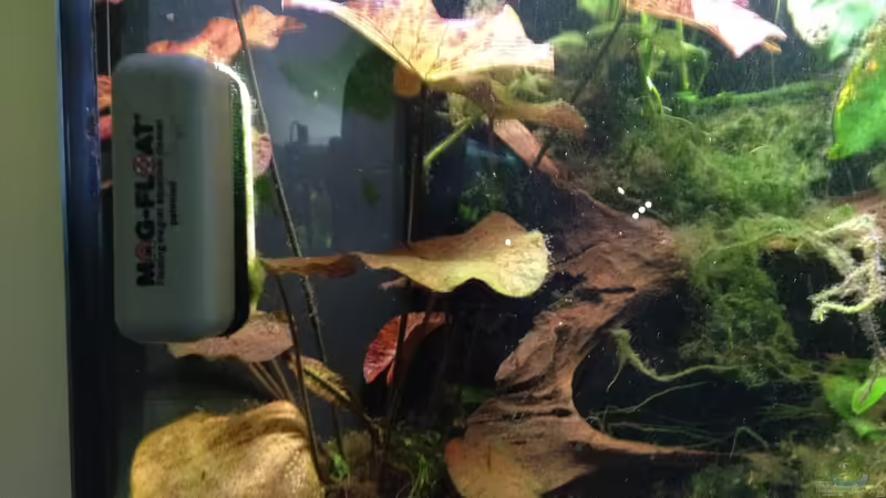 Lotus rot mit Algenmagnet :o) von schmitzkatze (8)