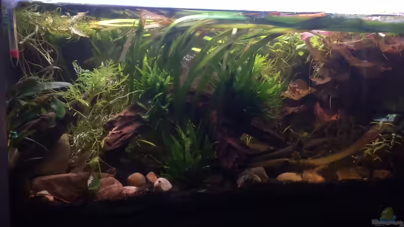 Lotus und Wasserstern sind stark gekürzt. Valisnerien vereinzelt worden von Harald Kästner (6)