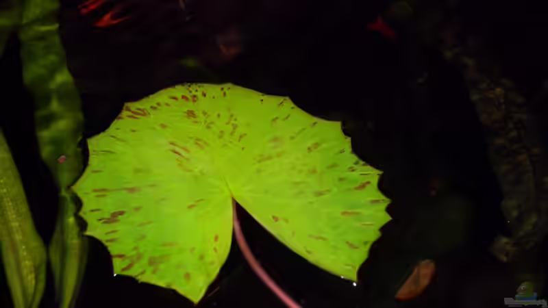 Lotus von Discus (8)