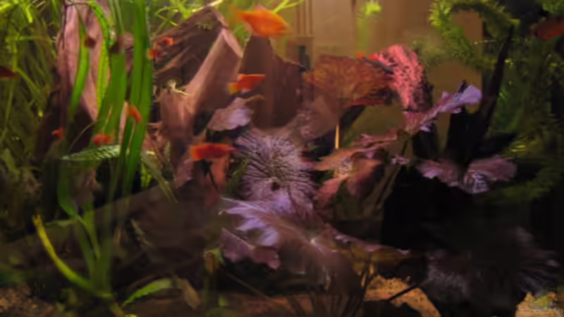 Lotus von malawigome (2)