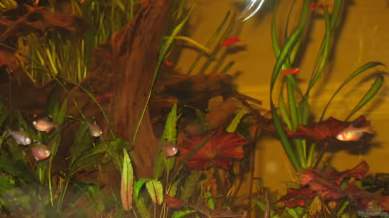 Lotus von malawigome (5)