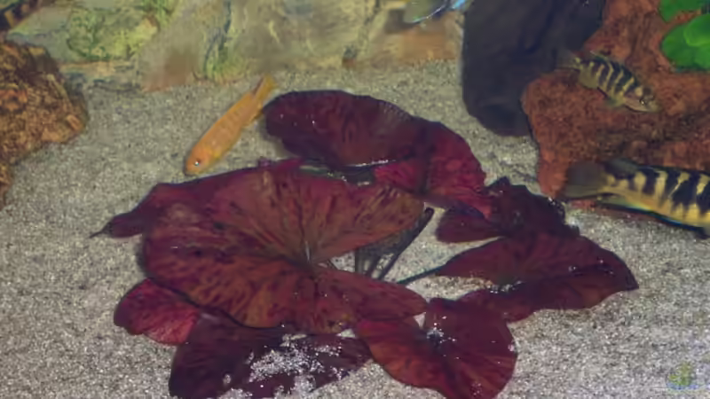 Lotus von Mario S. (5)