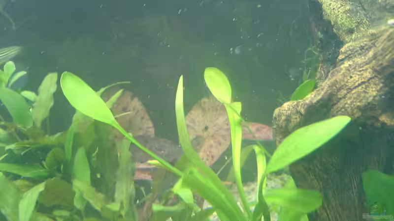 Lotus von Mischa Vos (7)