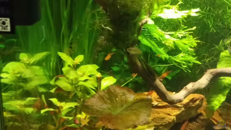 Lotus von Miss Kasimir (9)