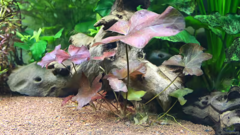 Lotus von Schmausi (11)