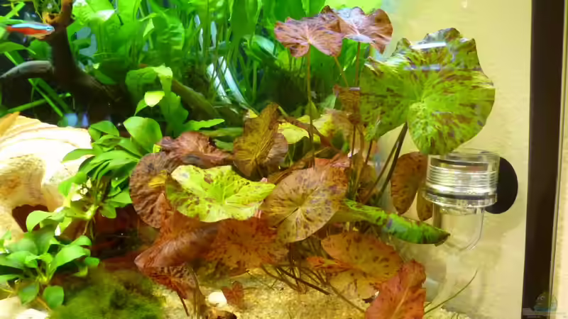 Lotus von tanja4 (10)