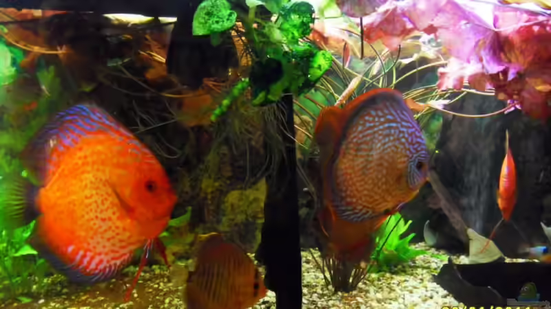 Lotus von Ulrich Sauerhering (24)