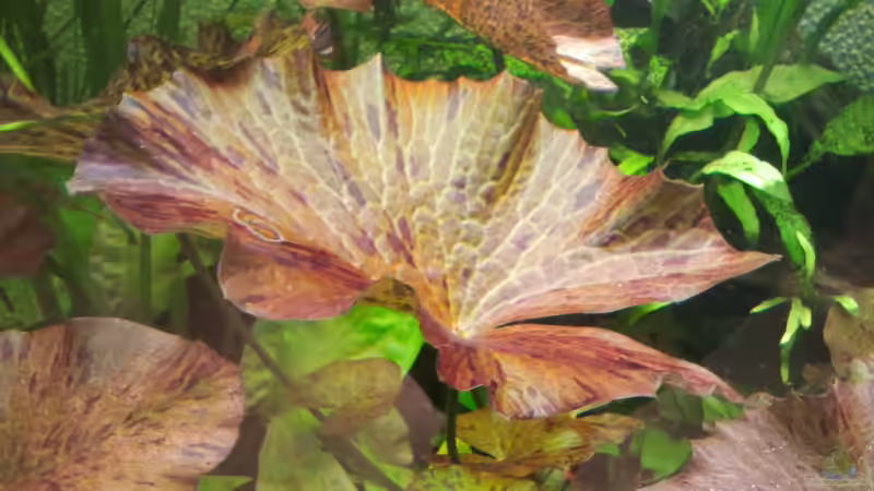 Lotusblatt von Zebraschecke (8)