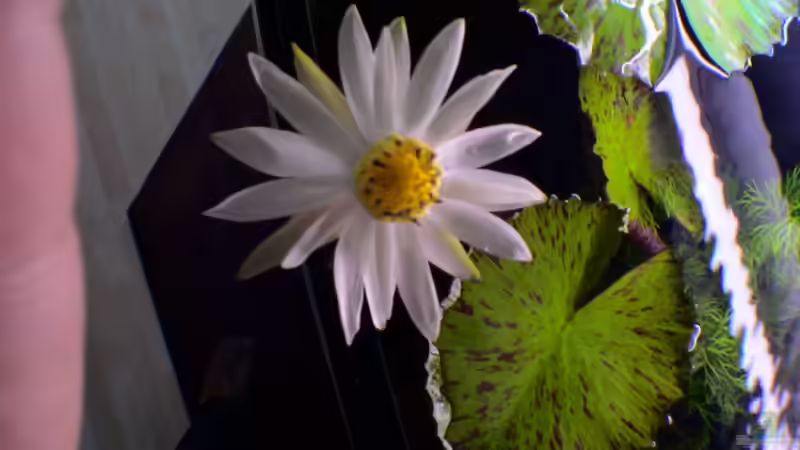 Lotusblüte a von Uwe Raschke (3)