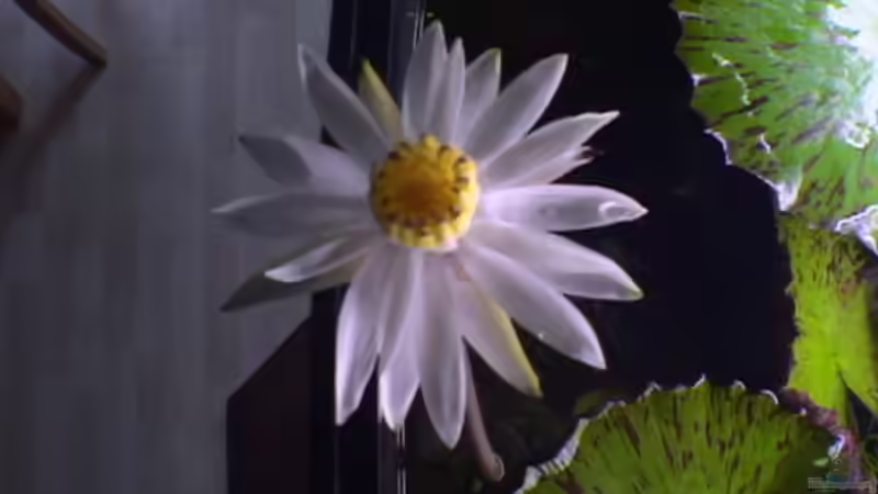 Lotusblüte von Uwe Raschke (2)