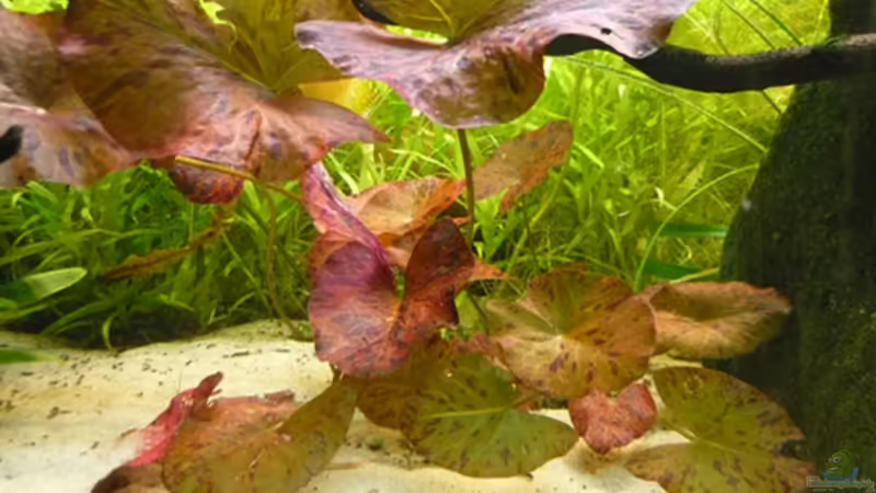 Lotuspflanze von Christiane Feldmann (25)