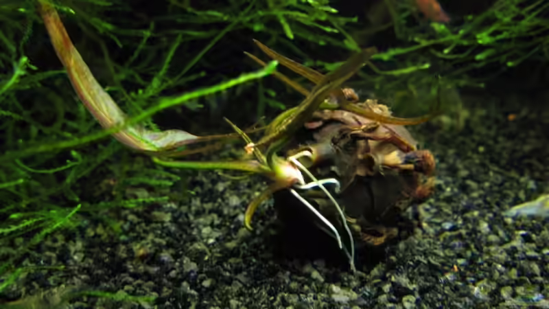 Lotuspflanze von gestresster (Sven) (6)