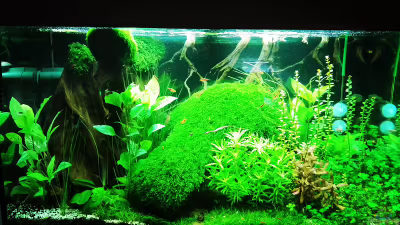 Low Budget Aquascape von David Schneider Aquaristik