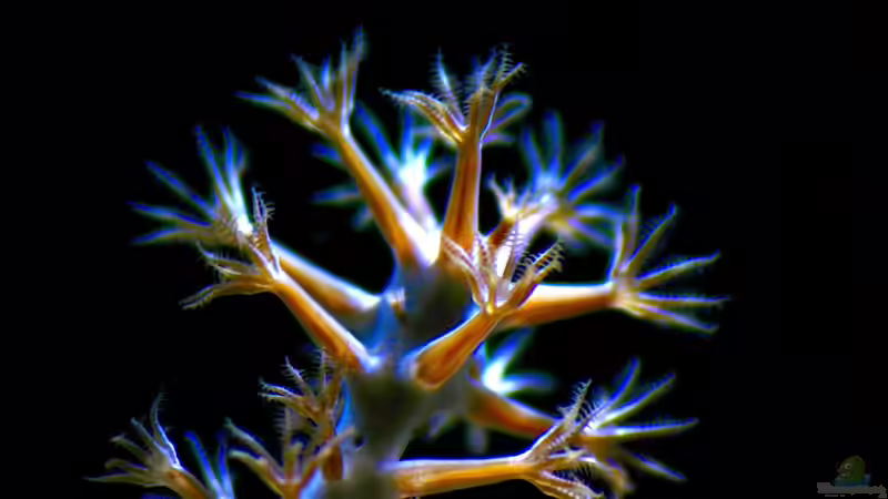 LPS- und SPS-Korallen - Der große Leitfaden für erfolgreiche Riffaquarien