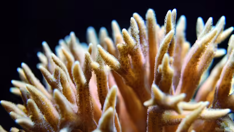 LPS- und SPS-Korallen - Der große Leitfaden für erfolgreiche Riffaquarien