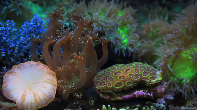 LPS- und SPS-Korallen - Der große Leitfaden für erfolgreiche Riffaquarien